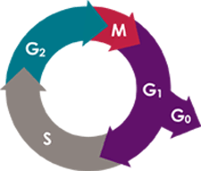 The Cell Cycle