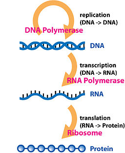 Central Dogma