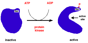 Conformational Changes